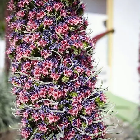 펜션 La Casita De Coco 테헤다