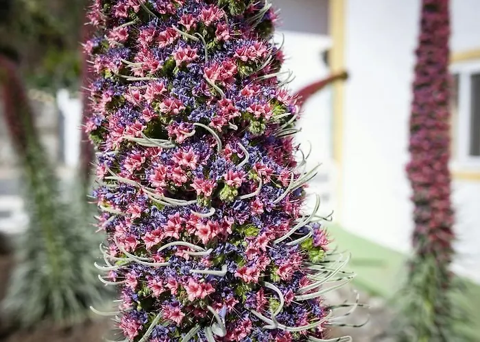 Сasa de vacaciones La Casita De Coco Tejeda (Gran Canaria)